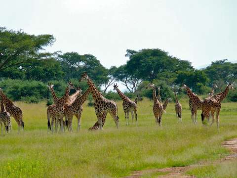 Image of Nubian Giraffe