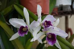 Image of cattleya