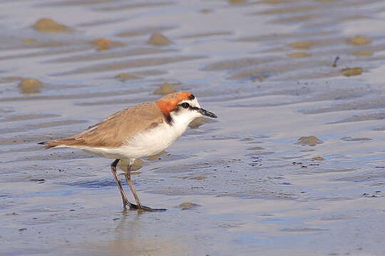 Image of Red-capped Dotterel