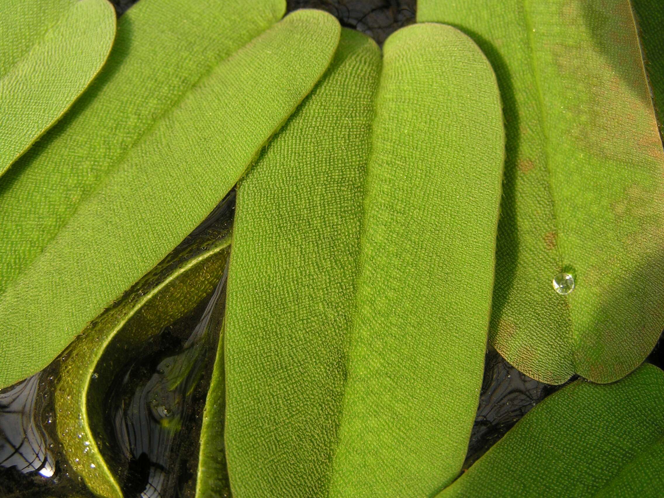 Image of floating ferns