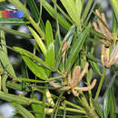 Image of Podocarpus polystachyus R. Br. ex Endl.