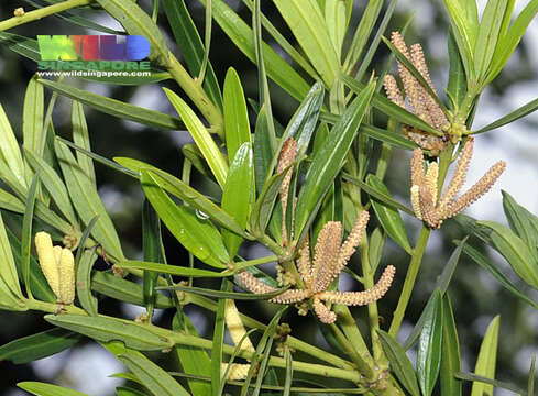 Podocarpus polystachyus R. Br. ex Endl. resmi