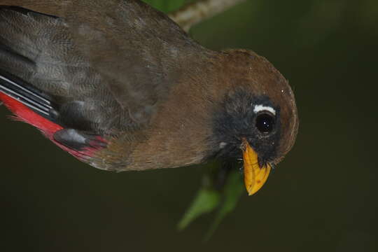 Image of Masked Trogon