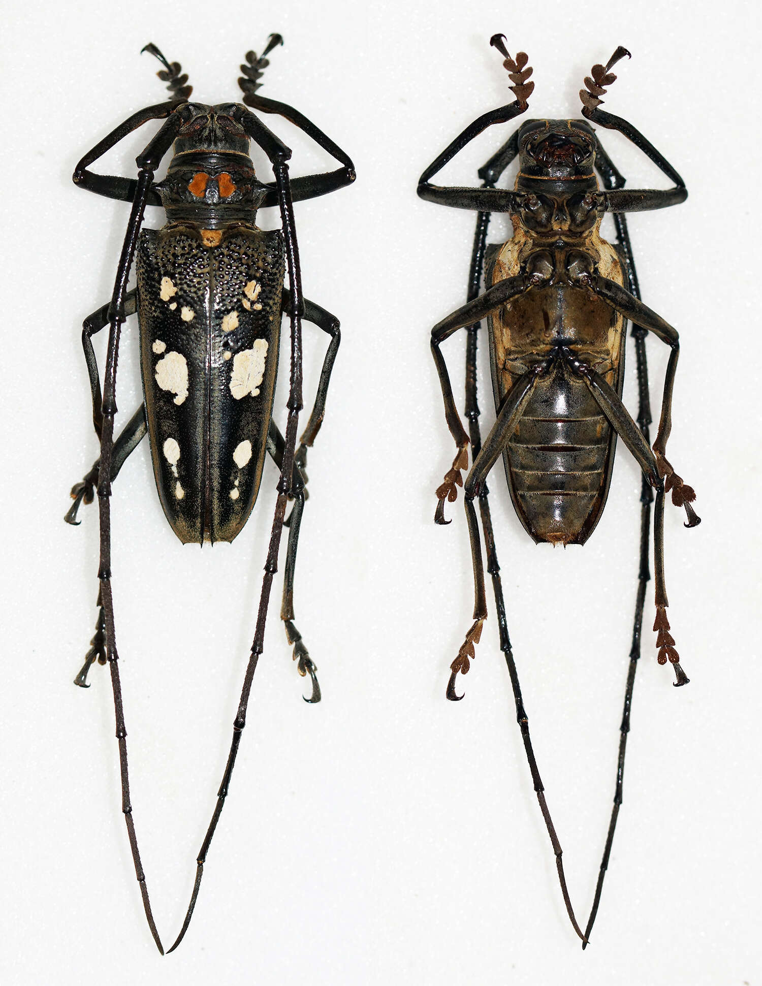 Batocera celebiana Thomson 1858 resmi