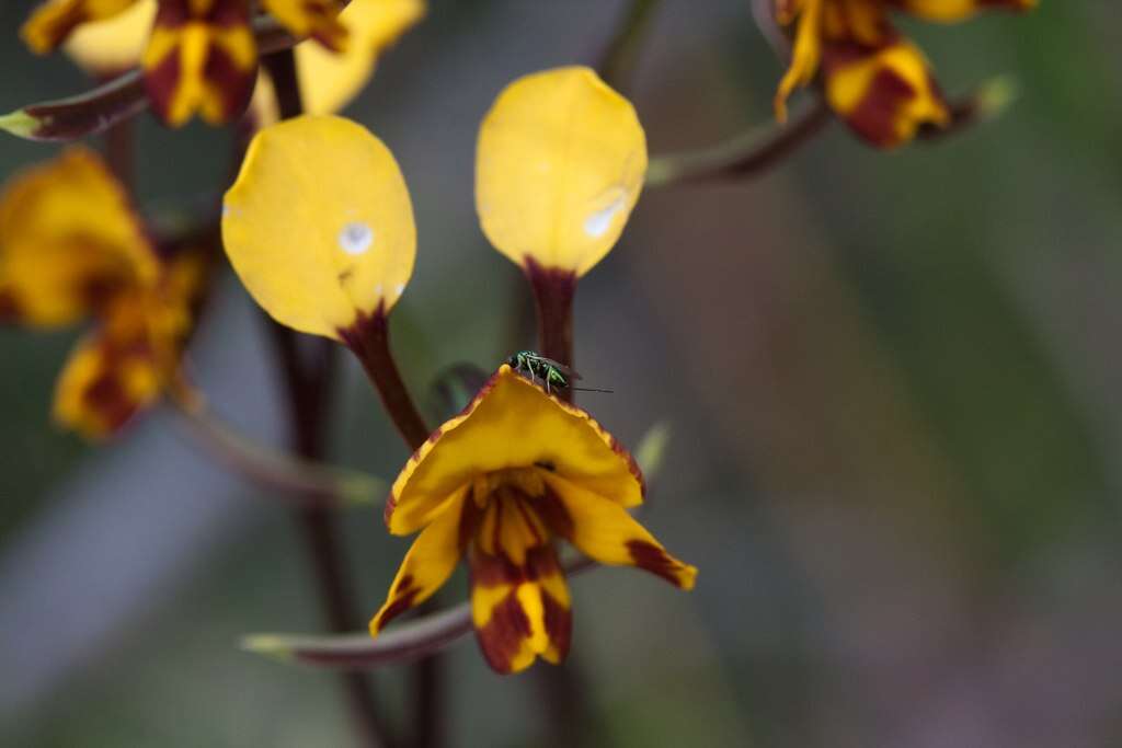 Image of Diuris
