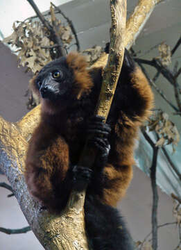 Image of Ruffed lemur