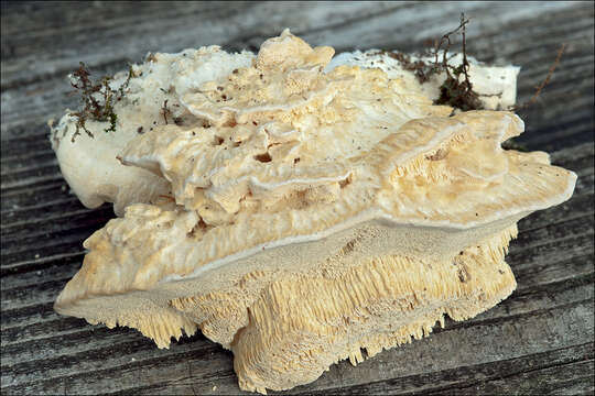 Image of Trametes