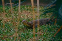 Image of Lace Monitor