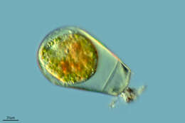 Image of Hyalosphenia