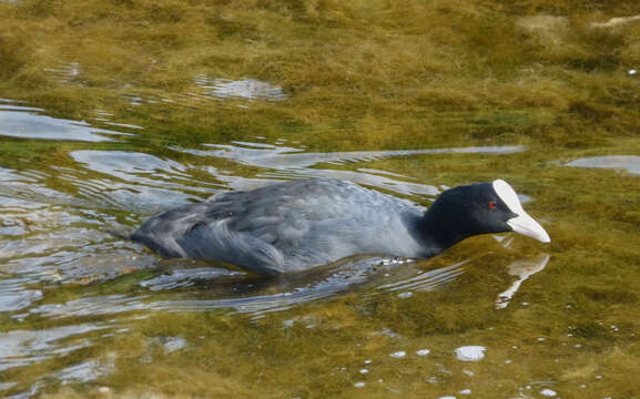 Image of Common Coot