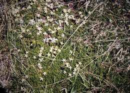 Image of Stackhousia pulvinaris F. Müll.