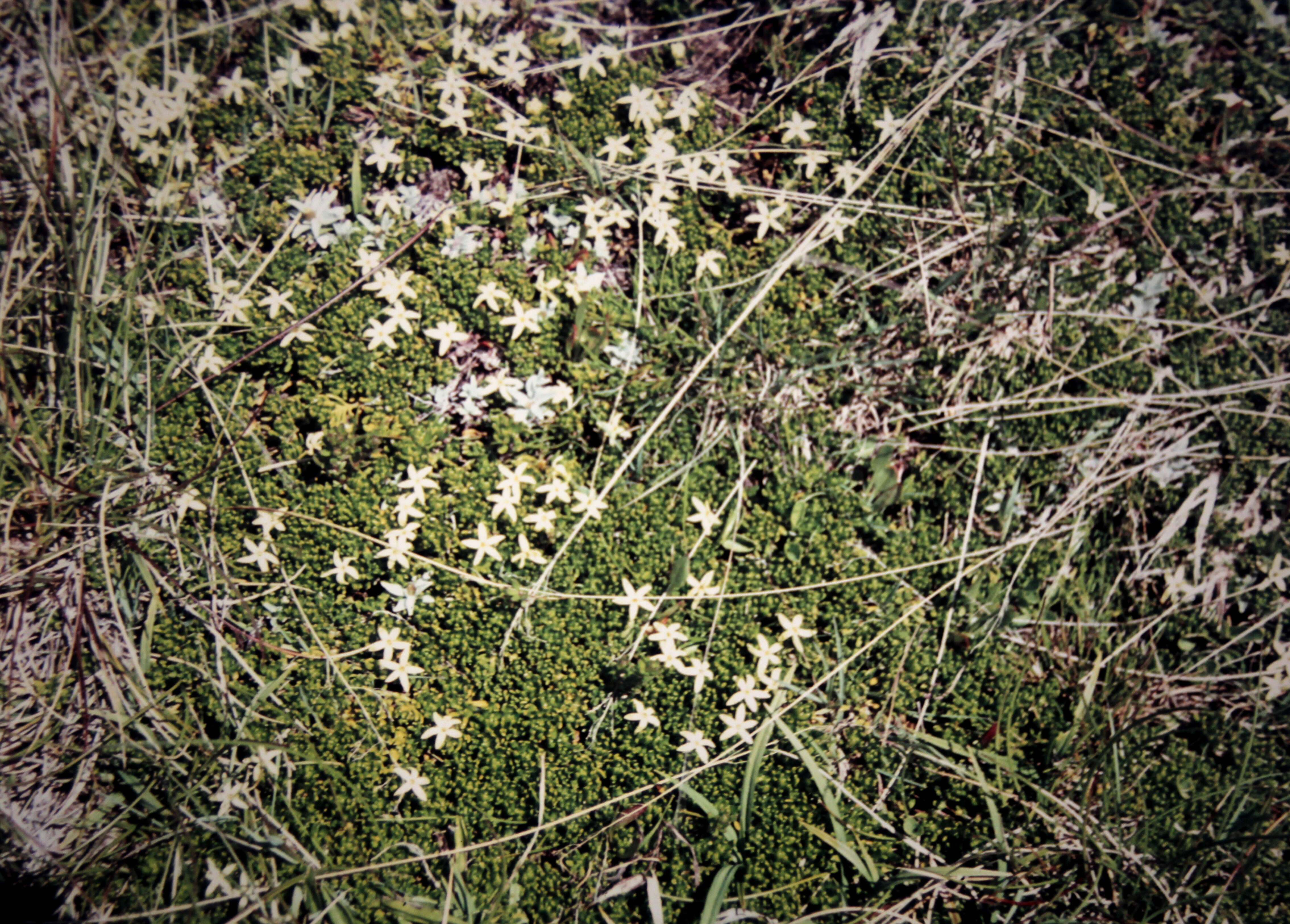 Image of Stackhousia pulvinaris F. Müll.