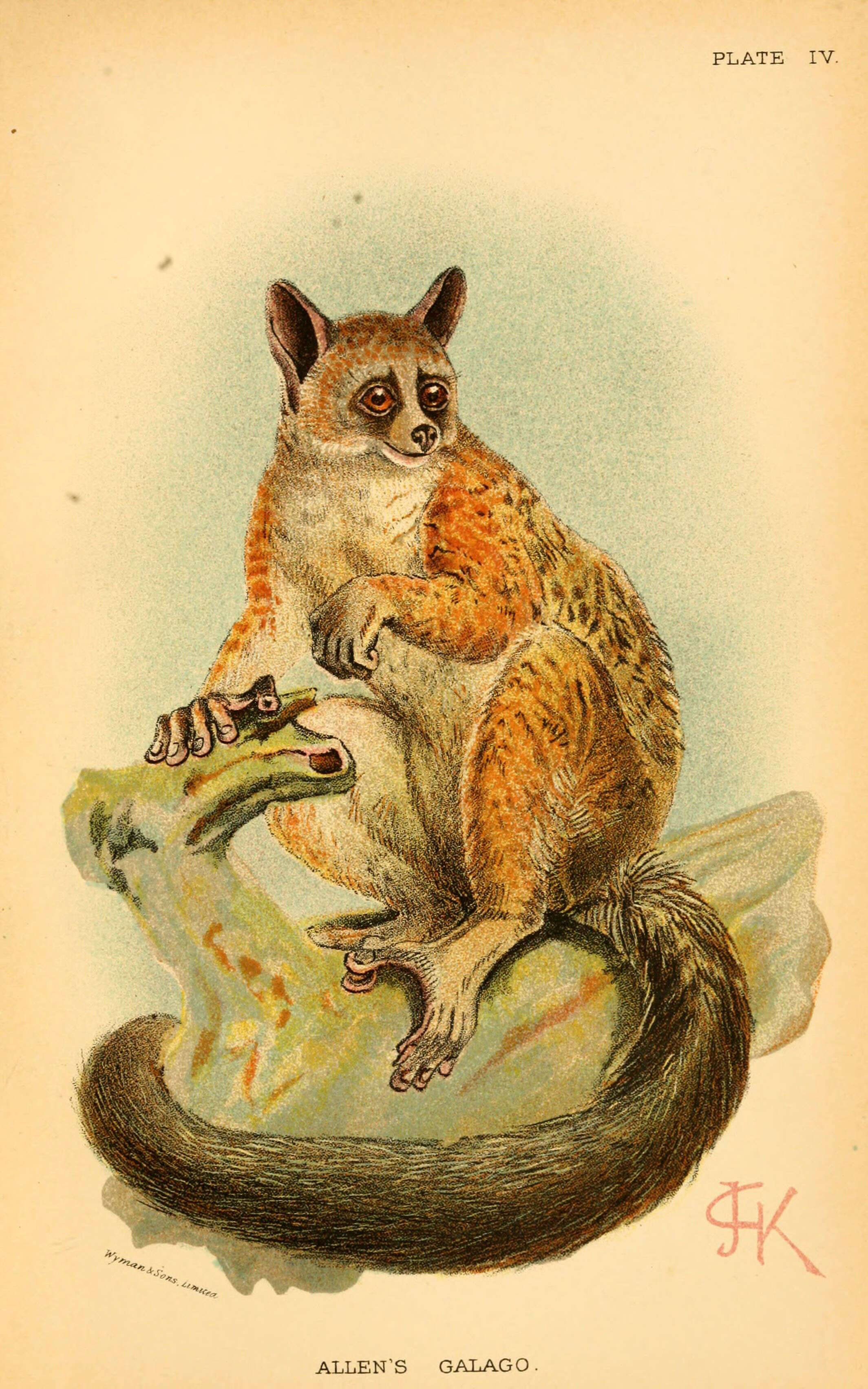 Sivun Sciurocheirus Gray 1872 kuva