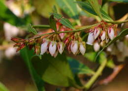 Lyonia lucida (Lam.) C. Koch resmi