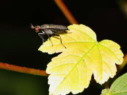 Image of Coremacera marginata (Fabricius 1775)