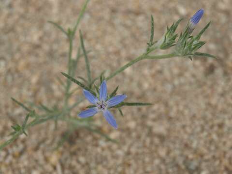 Imagem de Eriastrum signatum D. Gowen