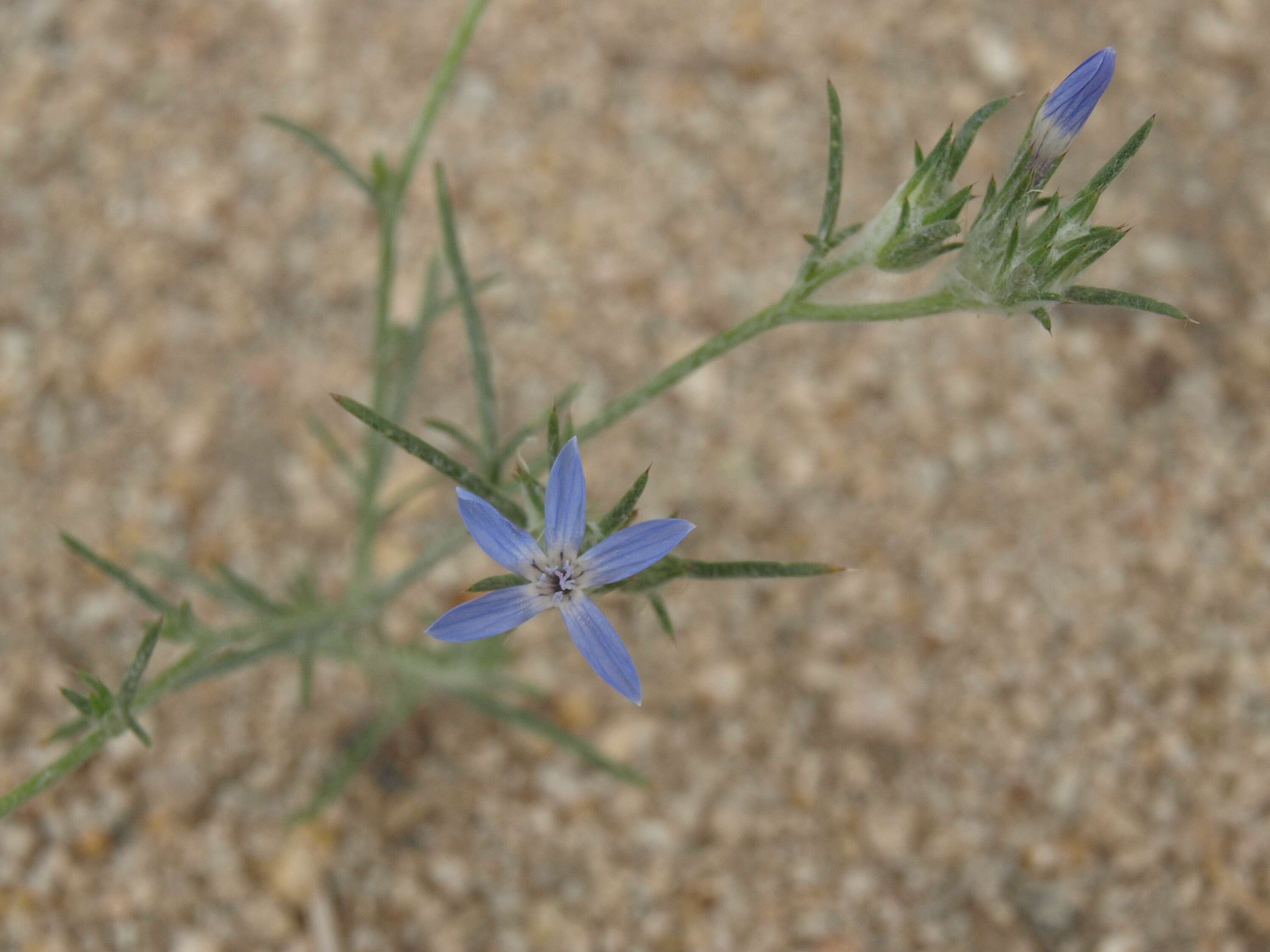 Image of marked woollystar