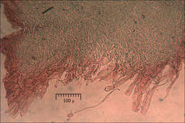 Image of Hemileccinum