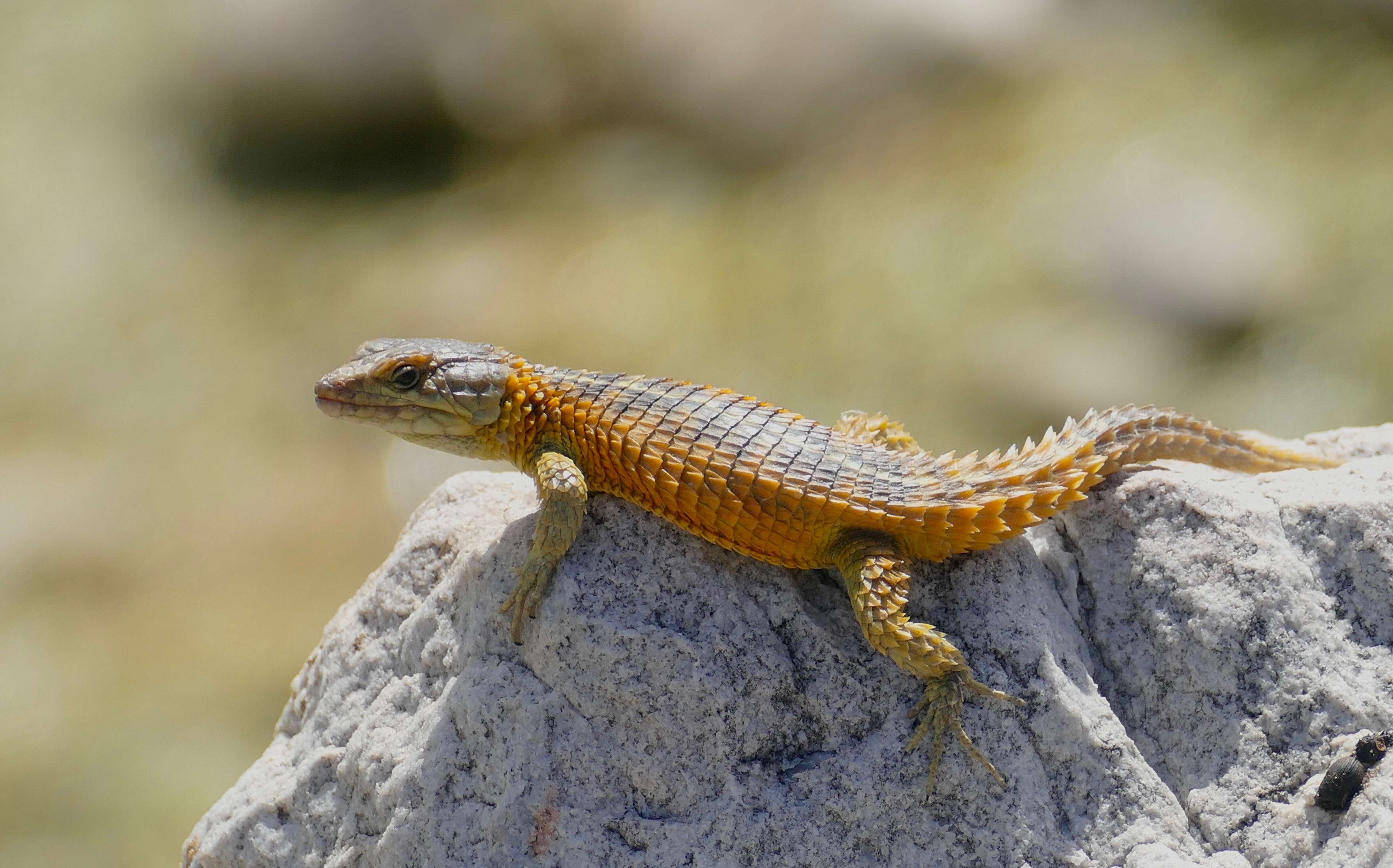 Image of Girdled Lizards