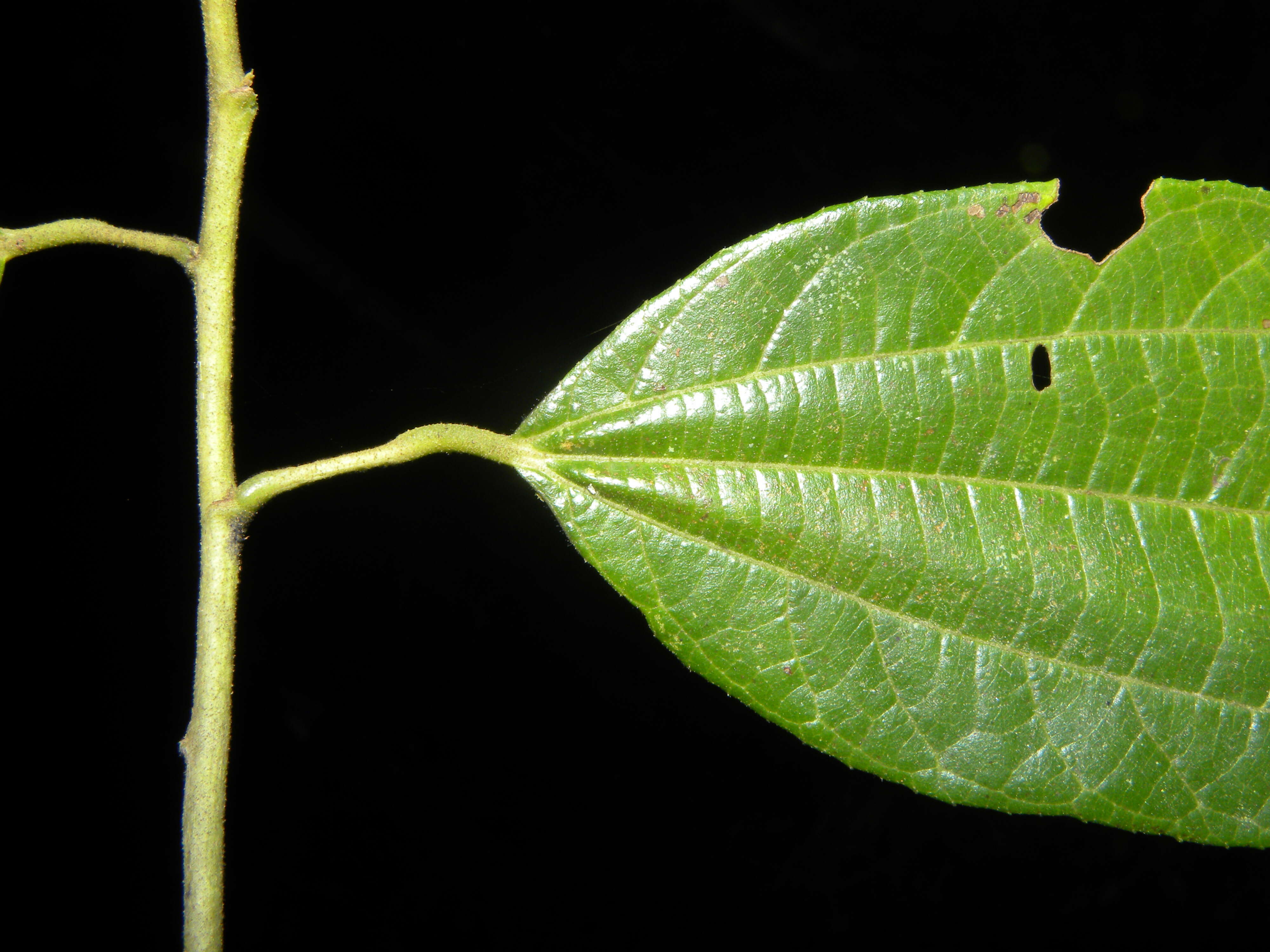 Image of Trichospermum