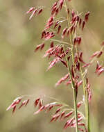 Image of Creeping Molasses Grass