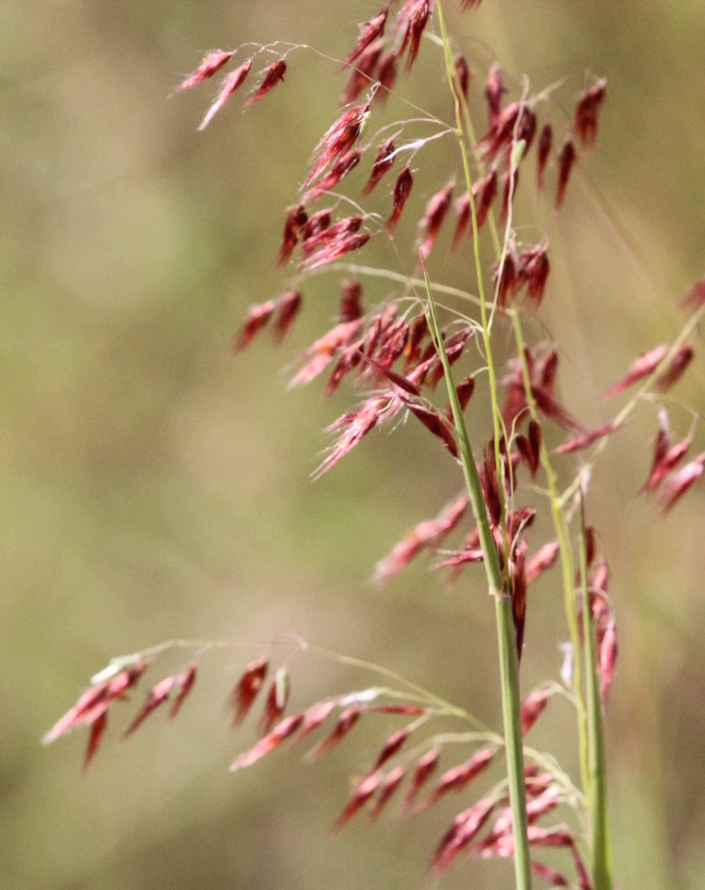 Image of Creeping Molasses Grass