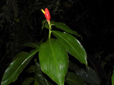 Image of Costus plicatus Maas