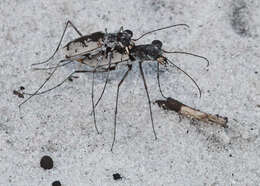 Image of Ellipsed-winged Tiger Beetles