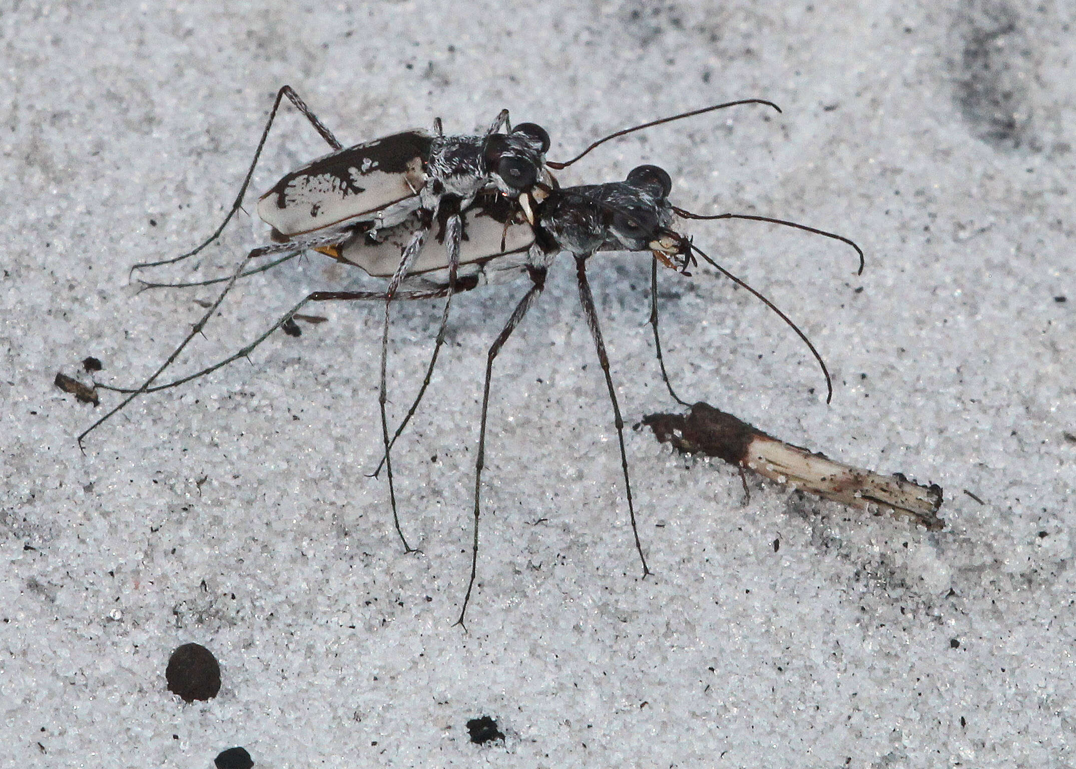 Image of Ellipsed-winged Tiger Beetles