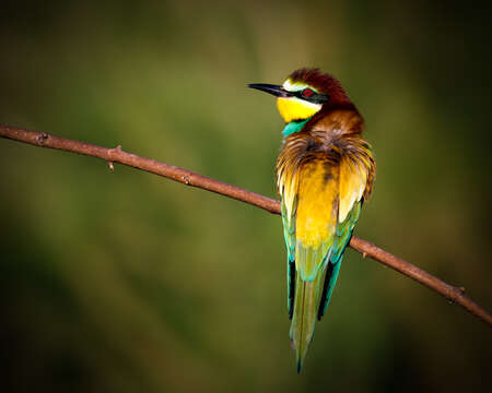 Image of bee-eater, european bee-eater