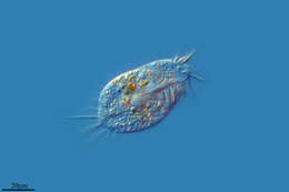 Image of Ciliophora