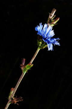 Image of chicory