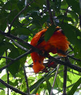 Image of Guianan Cock-of-the-rock