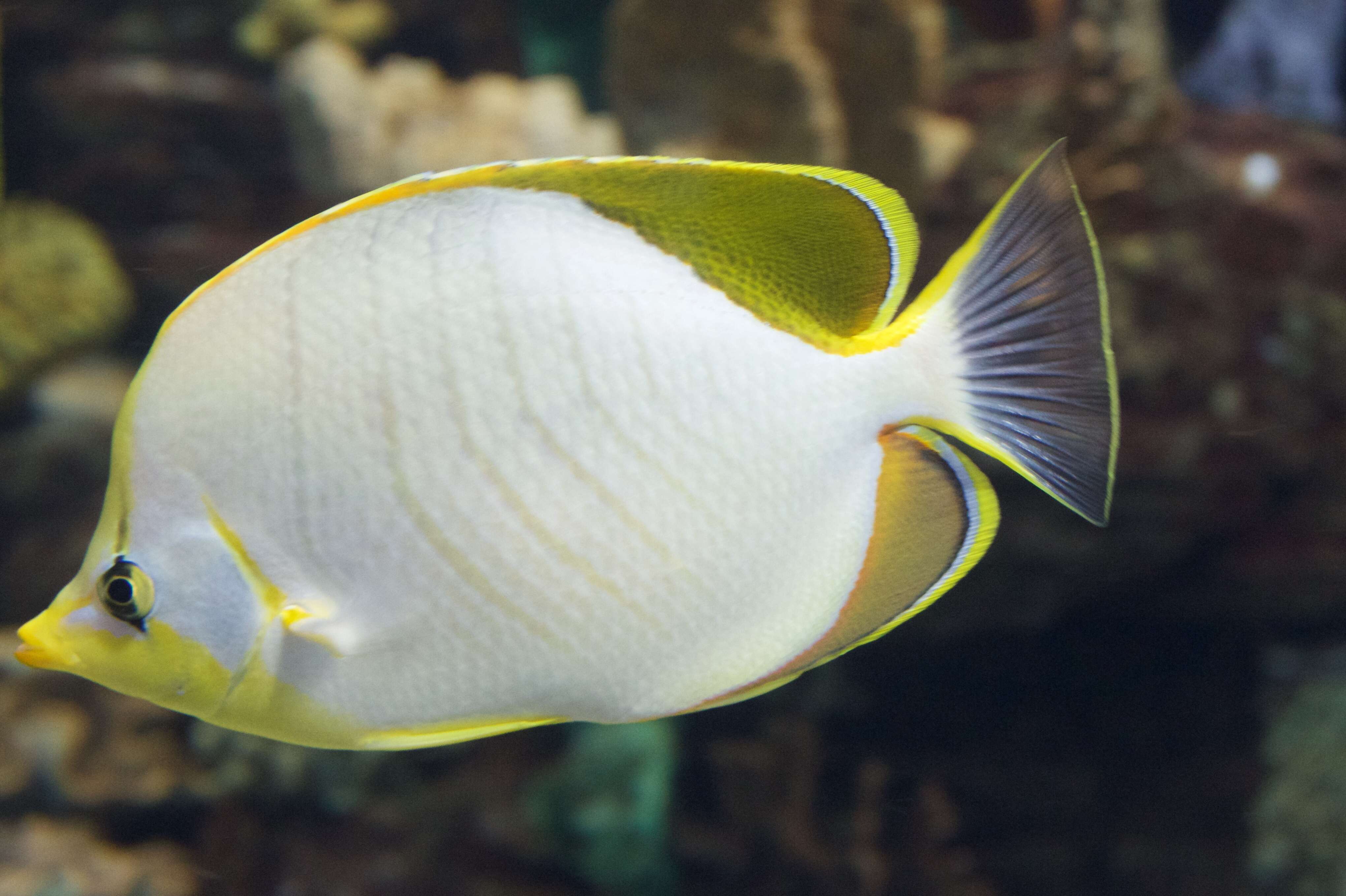 Image of Goldheaded Butterflyfish