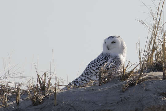 Imagem de Bubo scandiacus (Linnaeus 1758)