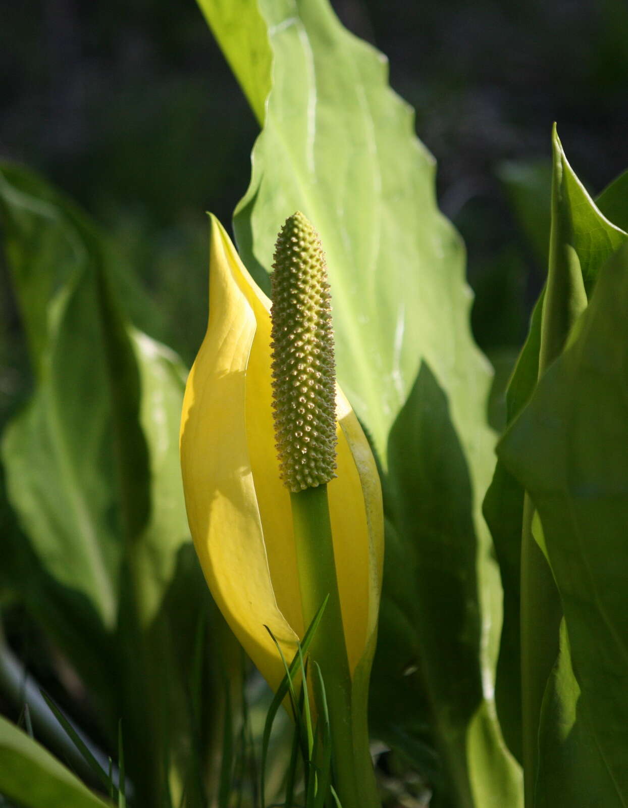 Image of skunkcabbage