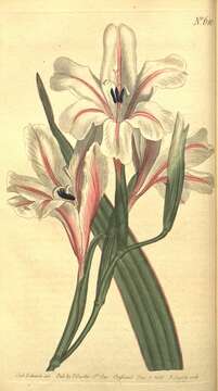 Image of Gladiolus floribundus Jacq.