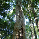 Слика од Ficus watkinsiana F. M. Bailey