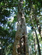 Image of Ficus watkinsiana F. M. Bailey
