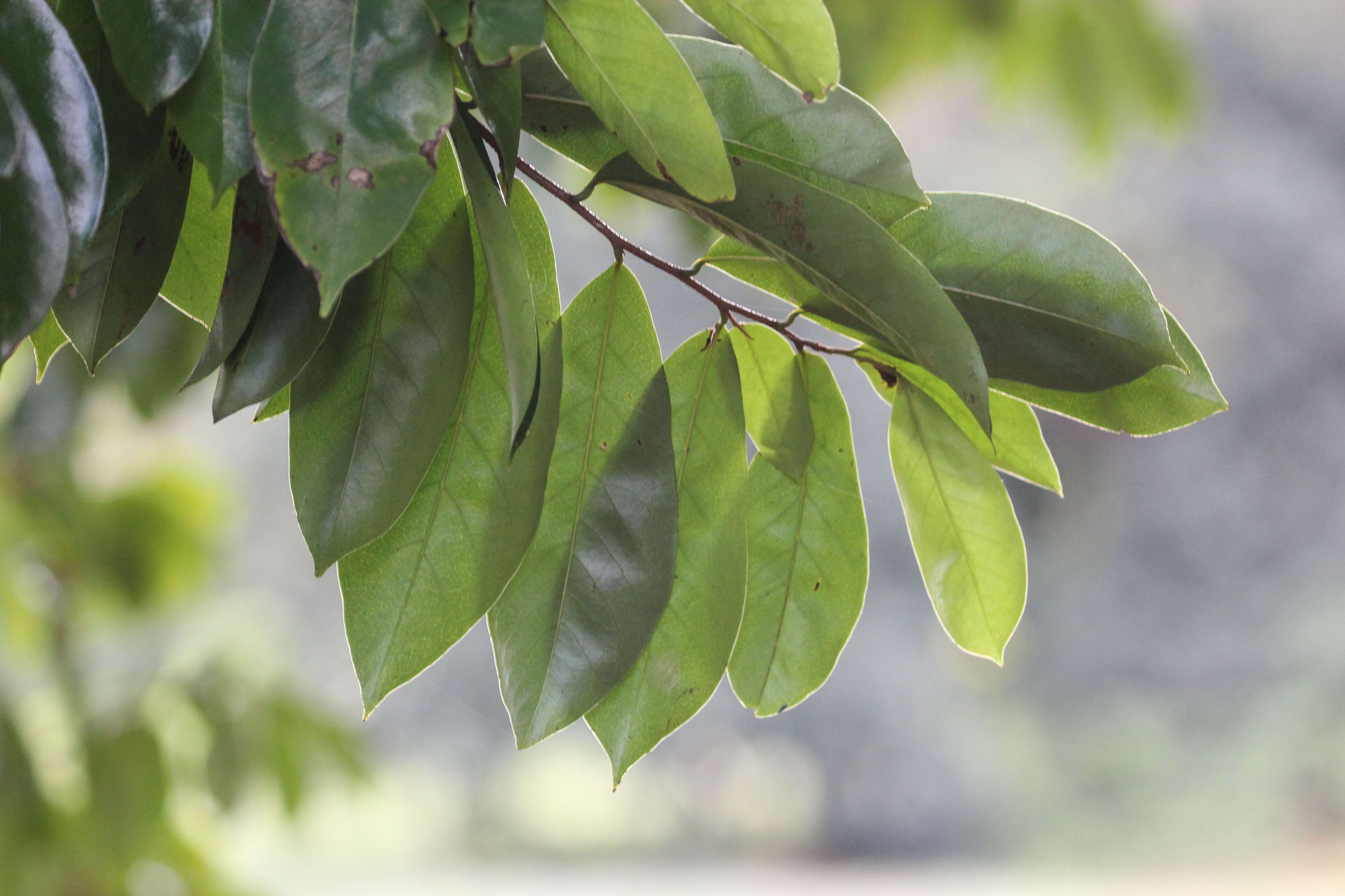 Image of soursop