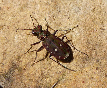 Image of Cicindela (Cicindela) maroccana Fabricius 1801