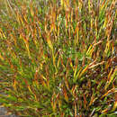 Oreobolus pumilio subsp. pumilio的圖片