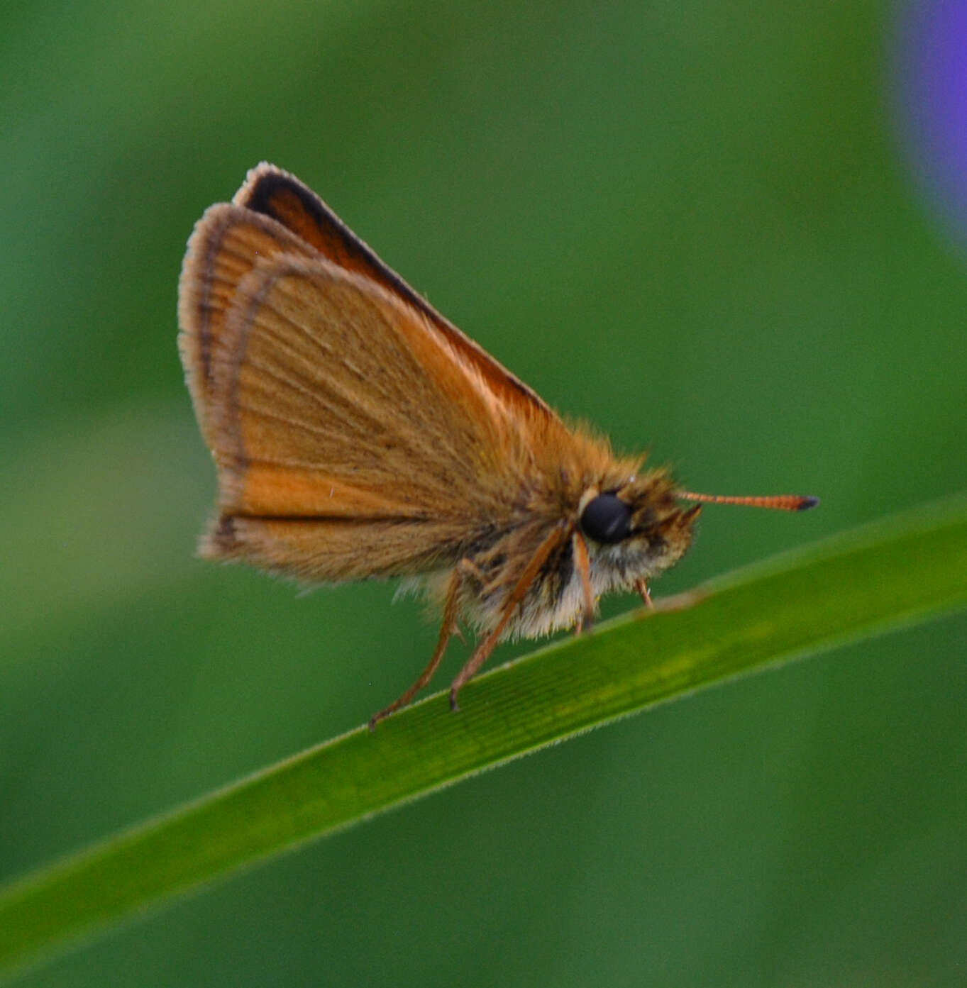 Image of essex skipper