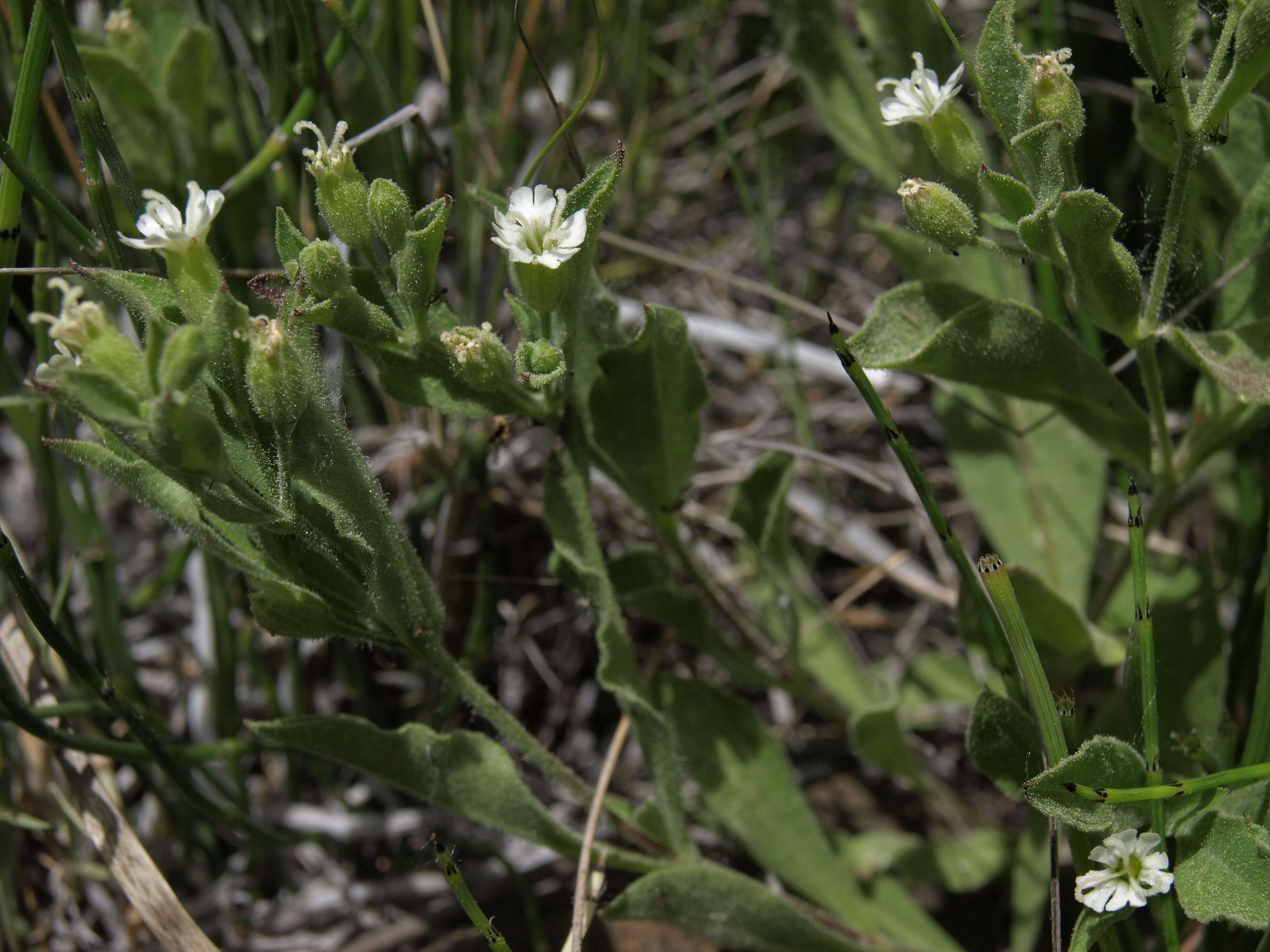 Image of Menzies' campion