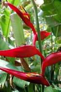 Image of Heliconia tortuosa Griggs