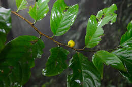Image of Casearia grewiifolia Vent.