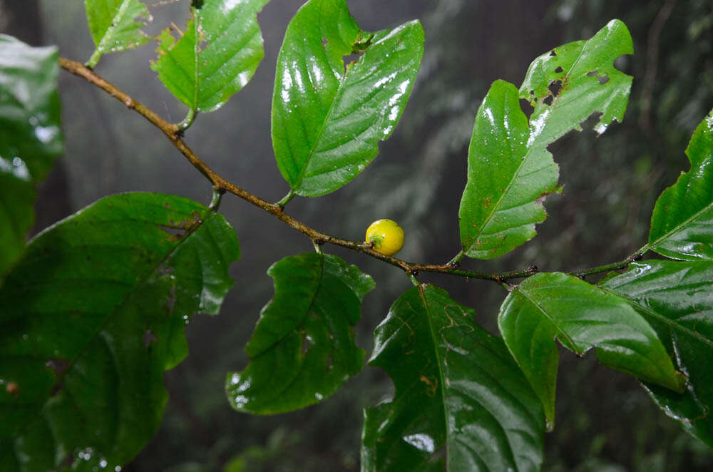 Image of Casearia grewiifolia Vent.