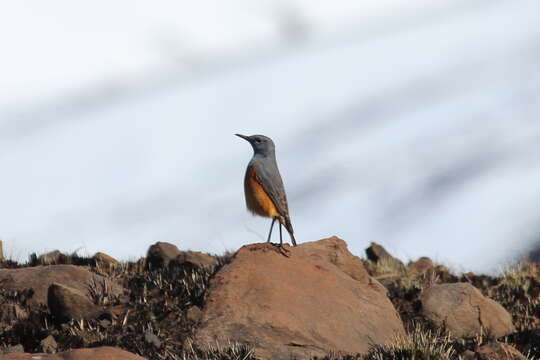 Image of Rock thrush