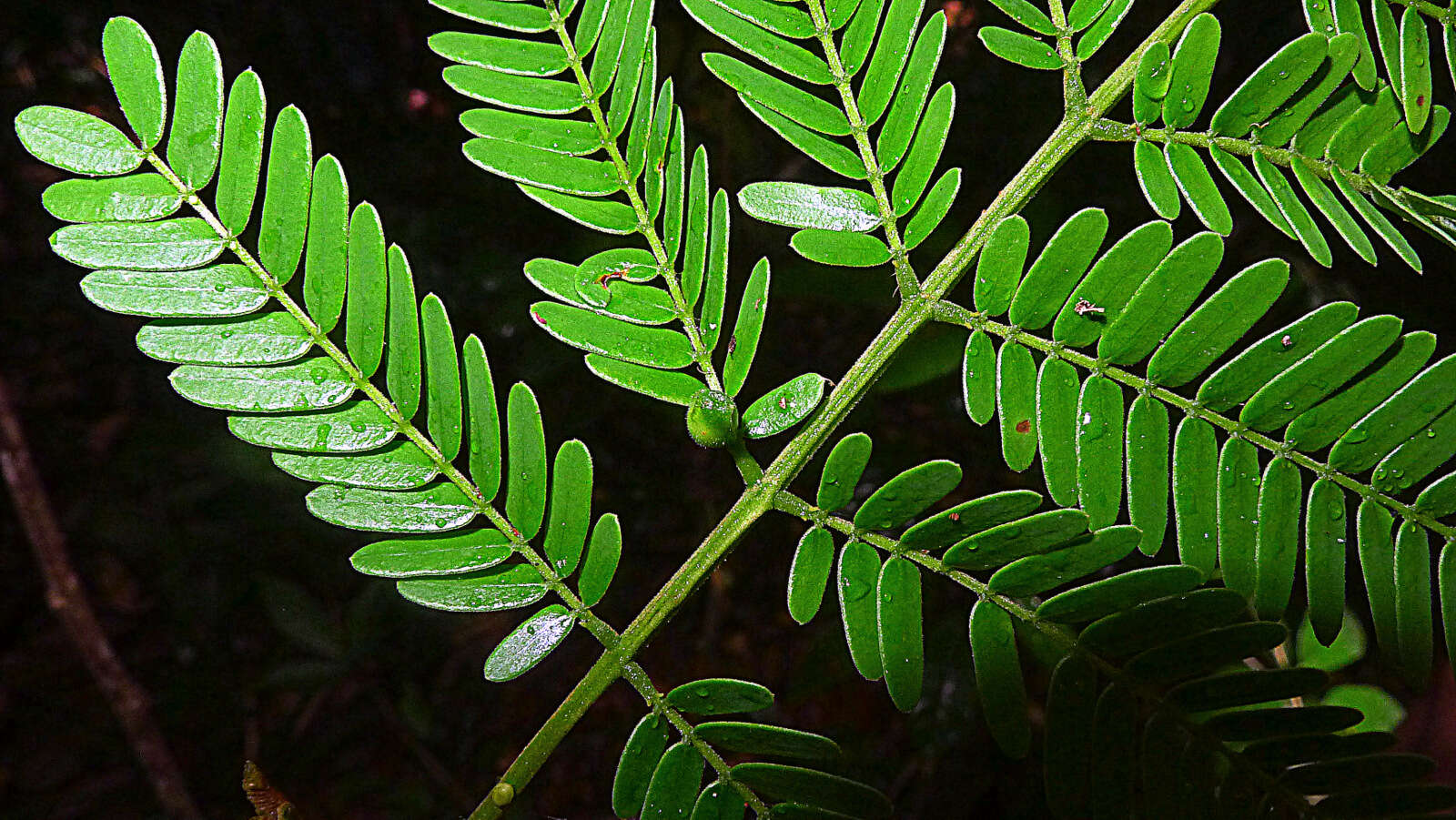 Image de Albizia pedicellaris (Dc.) L. Rico