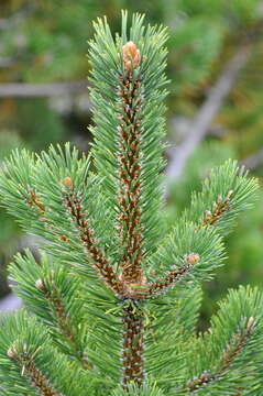 Image of Mountain Pine